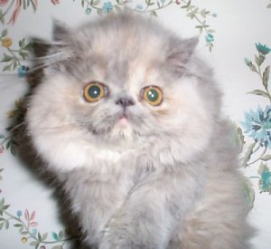 Blue-cream Persian kitten
