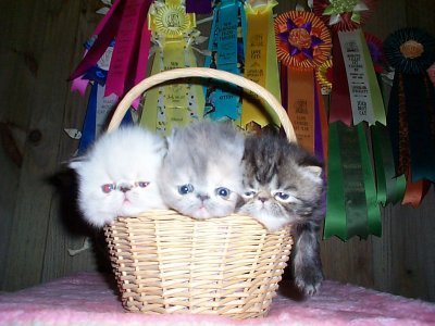 Kitten Castle