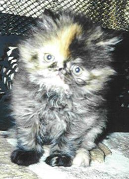 Tortoiseshell Persian female kitten