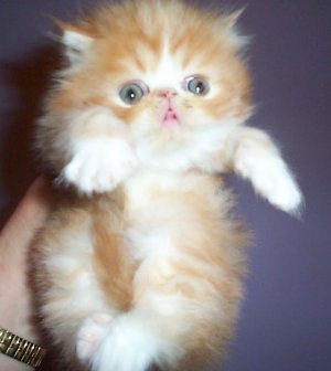 Red tabby and white bi-color Persian Male Kitten