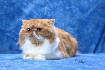 Champion Old Castle's Guns and Roses                   
Red Tabby and White Bi-Color 