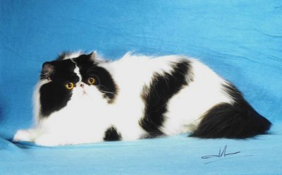 Champion Krimpurrs Penn Dragon of Old Castle - 
A black and white bi-colo Persian.