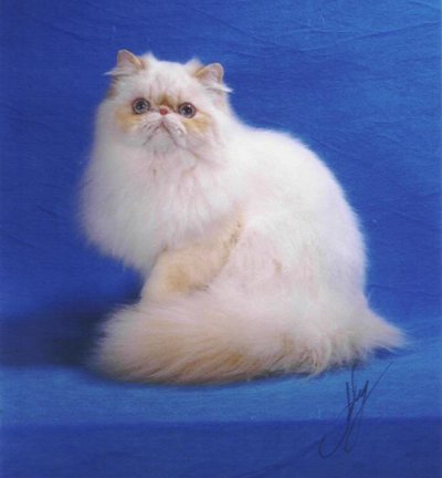 Champion Old Castle's Magickal Druid-of-Eld - 
(Major Pointed)  Cream Point  Grandfather to Old Castle kittens
