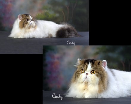 Champion Old Castle's Morfyn Grimalken  - 
(Major Pointed) Brown Tabby and White Bi-Color.