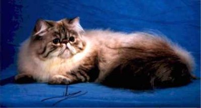 Grand Champion Mypause Easy Walker of Old Castle  - 
Seal Lynx Point Himalayan.