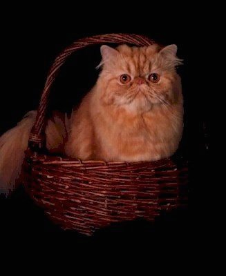 Grand Champion Mypause Righteous Red of Old Castle  - 
Red Tabby Persian.