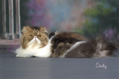 Champion Old Castle's Morticia La Fee Verte