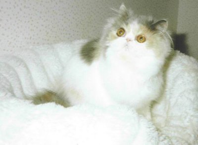 Champion Bolo Snow Willow of Old Castle