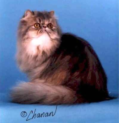 Grand Champion Ristocat Truly Tabu of Old Castle