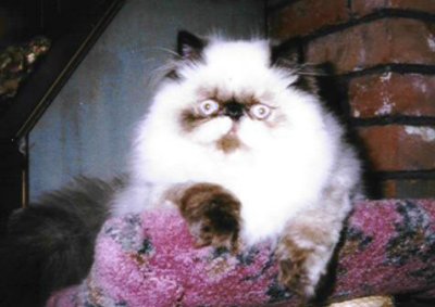 Champion Mypause Teltale Tiara of Old Castle
